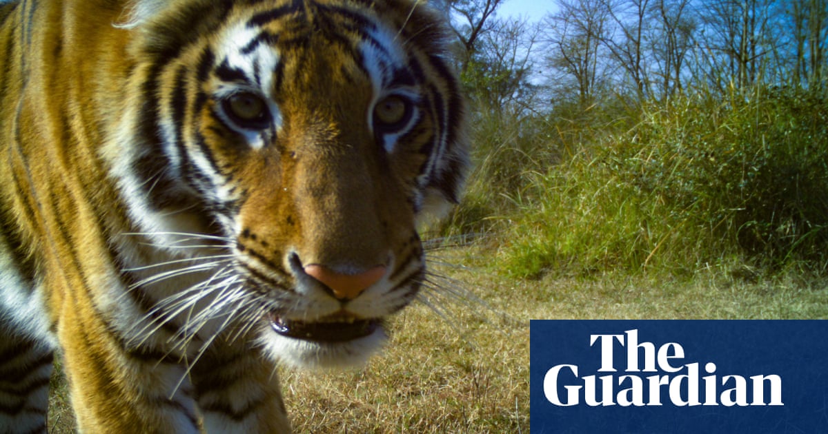 Nepal’s tiger numbers recover but attacks on people cause alarm