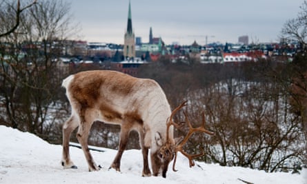 Deer in SkansenA deer in Skansen park with a view of Stockholm behind