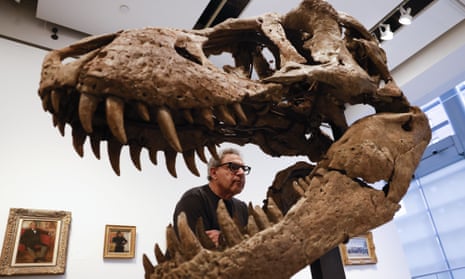 Maximus, the 91kg Tyrannosaurus rex skull