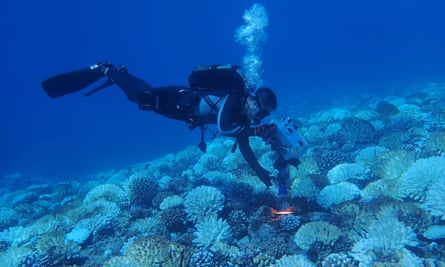 Field work on a coral reef in Hawaii