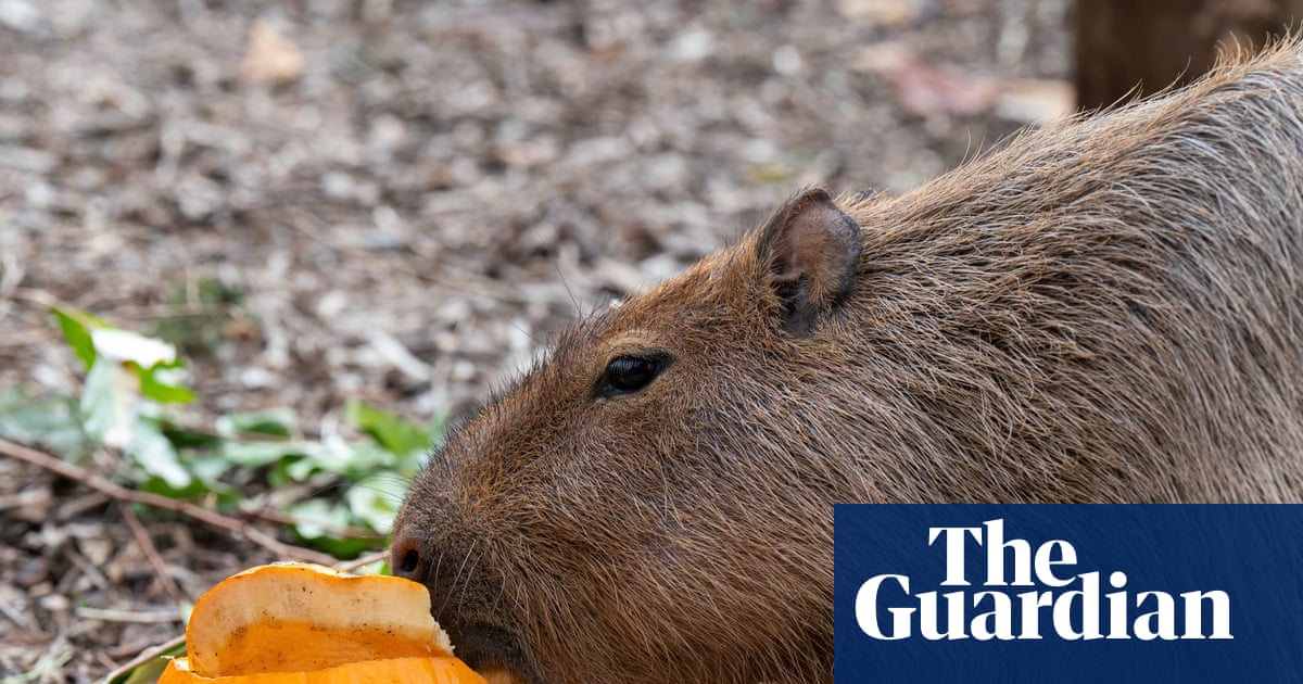 London Zoo gets spooky with Halloween pumpkins for animal residents – video