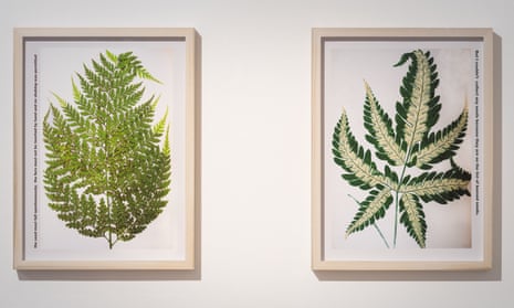 Ancient folklore … the title of Ingrid Pollard's show comes from the mythology of ferns.