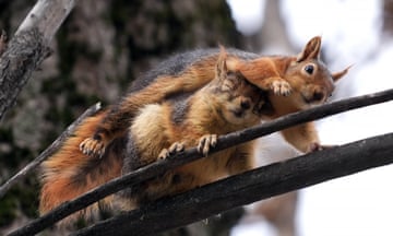 Two squirrels on a tree branch