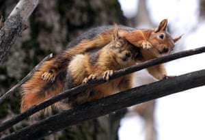 Two squirrels on a tree branch