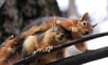 Squirrels on a tree branch at a park in Ankara, Turkey, as temperatures rise with the arrival of spring.