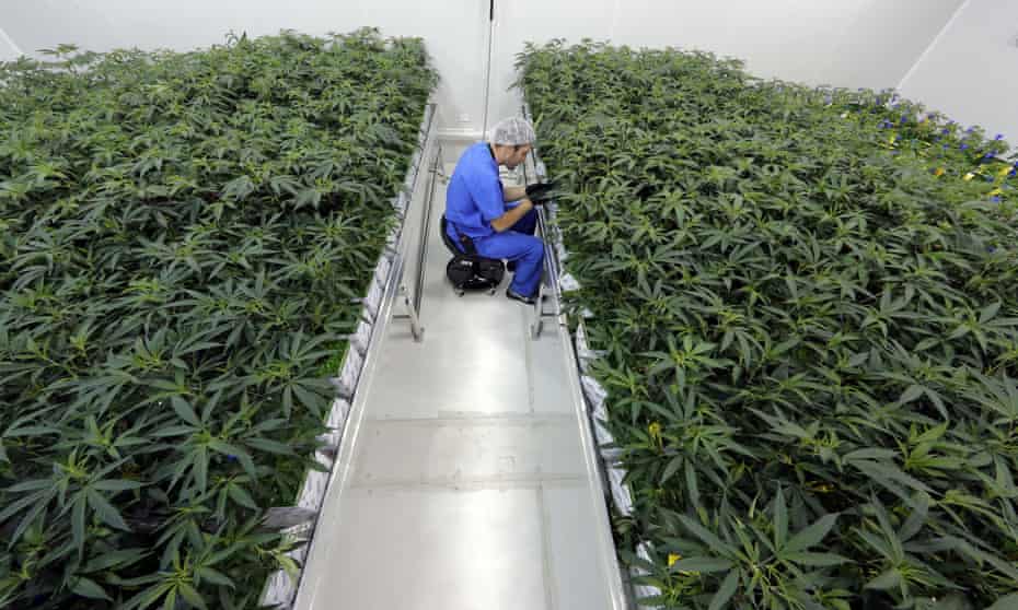Medical marijuana being grown in Baton Rouge, Louisiana.