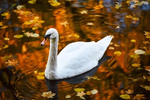 Um cisne nada no Lago dos Cisnes no Parque Stryiskyi no outono, Lviv, oeste da Ucrânia