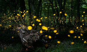 Fireflies in a forest.