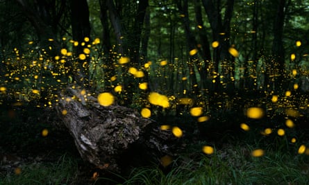 Fireflies in a forest.
