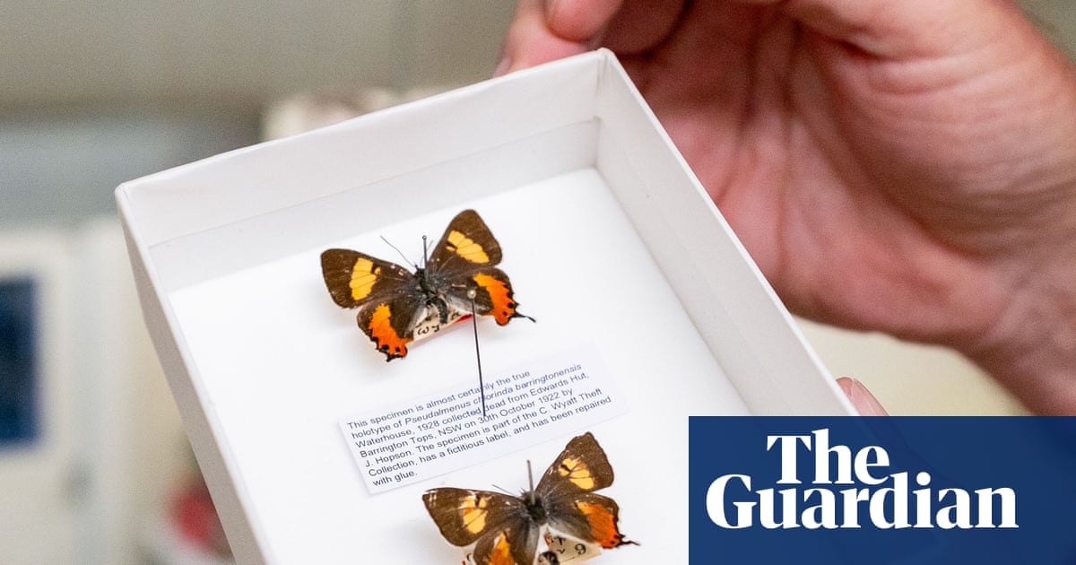 The great butterfly heist: how a gentleman collector stole thousands of butterflies from Australian museums