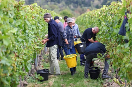 Pickers working to harvest grapes between two rows of vines