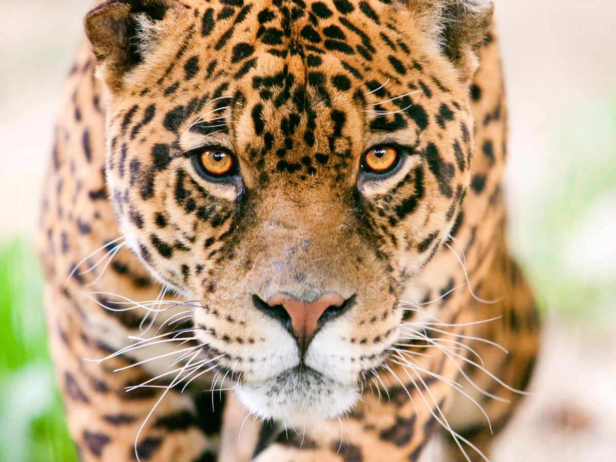 Insane' camera trap video captures rare battle in the Amazon | Environment  | The Guardian