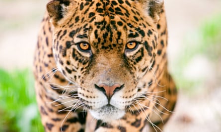 Male jaguar in stalking pose.