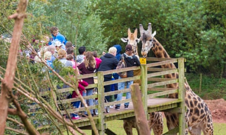 Visitors to South Lakes Animal Park feeding giraffes. The zoo was fined last year following the death of a zookeeper who was mauled to death by a tiger in 2013.