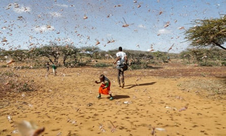 A child tries to chase away a swarm of desert locusts in Naiperere, near the town of Rumuruti, Kenya, January 2021