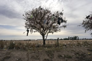 Bags are caught in the branches of a tree outside the municipal dump where people sort through the rubbish for valuable items they hope to sell in Santa Rosa
