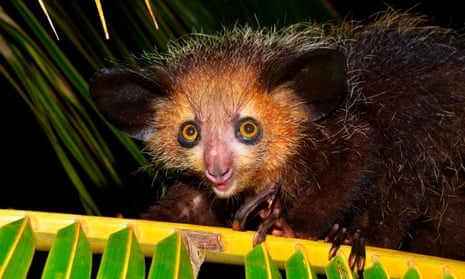 Researchers reveal secret of aye-ayes' long middle finger | Animals | The  Guardian
