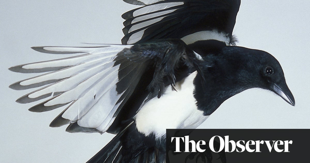 Magic, logic, gardening and the lunar calendar | Life and style | The Guardian