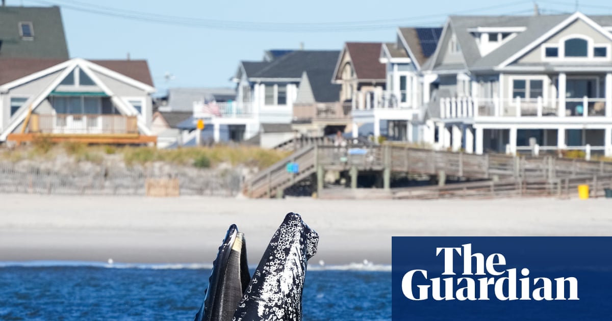 Dodging New York traffic: how hundreds of whales are on a collision course with ships and boats