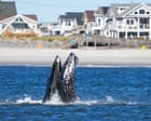 Balene humpback in pericolo al largo di New York: centinaia di esemplari a rischio di collisione con le navi