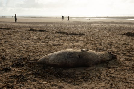 A dead seal at Camber Sands