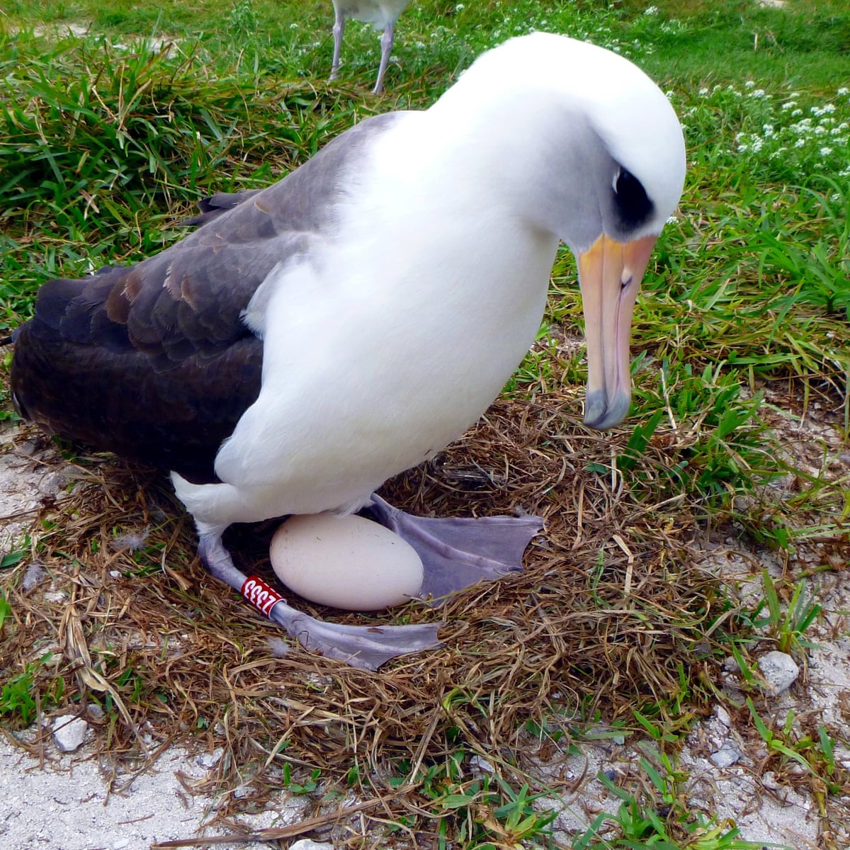 World's oldest-known seabird lays an egg at age of 66 in Pacific refuge | Wildlife | The Guardian
