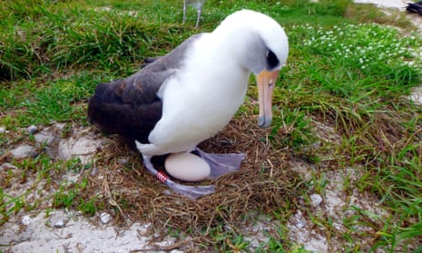 World's oldest-known seabird lays an egg at age of 66 in Pacific refuge |  Wildlife | The Guardian