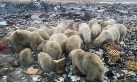 Melting Arctic ice forces animals to search for food on land, such as these polar bears in northern Russia.