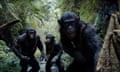 Three chimpanzees moving sleathily through a jungle