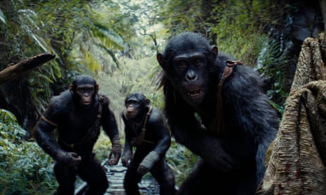 Three chimpanzees moving sleathily through a jungle
