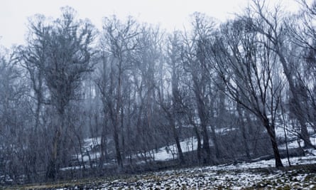 Heavy snow falls on bushfire-damaged country in the Kosciuszko national park near Adaminaby, August 2020