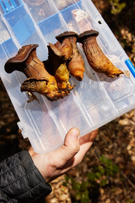 Mushrooms resting on a foraging plastic tool kit
