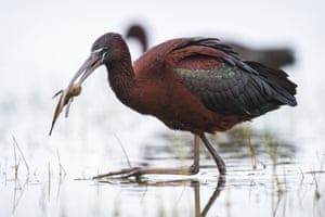 A glossy ibis feeds on the shore of Lake Uluabat during spring season in Bursa, Turkey. These birds, which prefer wetlands for feeding and nesting, are characterised by their long, curved beak and dark-colored feathers
