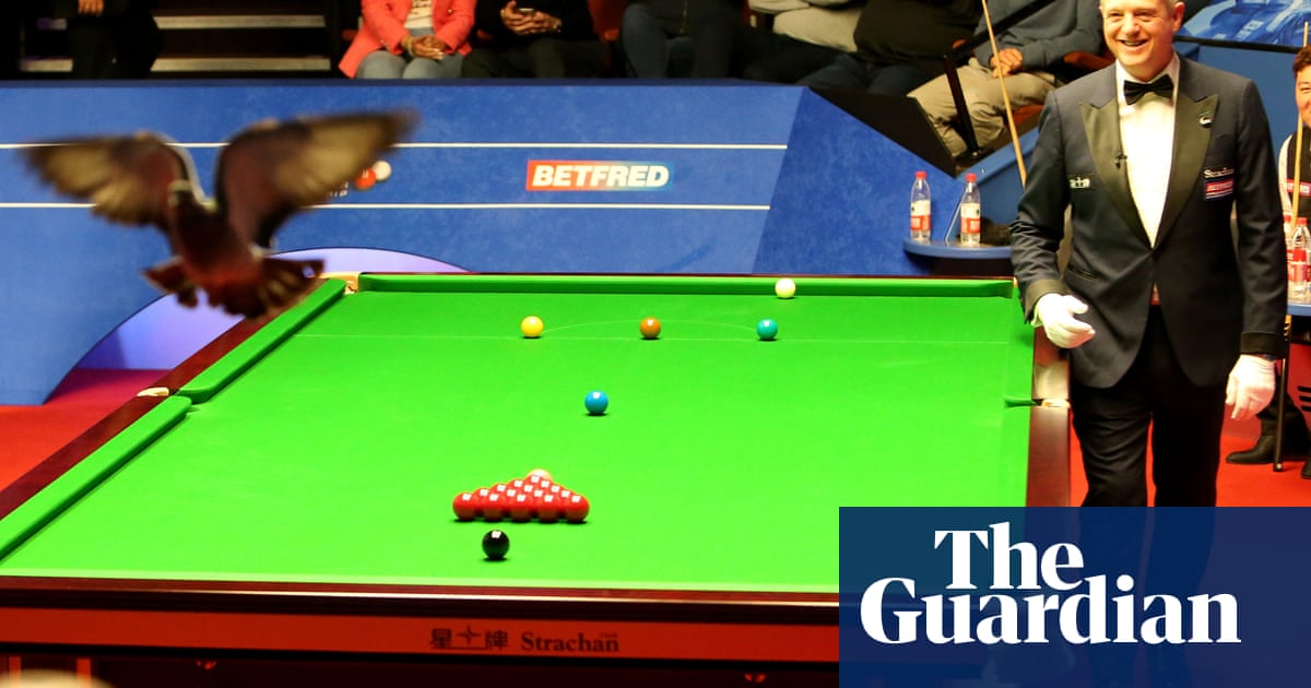 Correctly enclose barbecue O'Sullivan flying but pigeon takes centre stage at World Snooker  Championship | World Snooker Championship | The Guardian