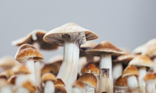 My mother-in-law called me Walter White': how magic mushrooms rescued me from grief | Drugs | The Guardian