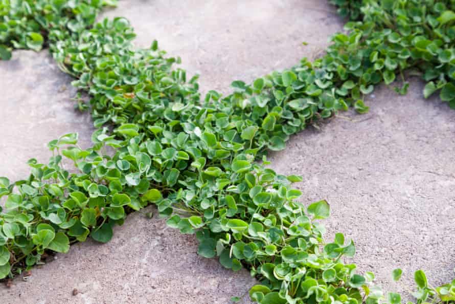A shade-friendly dichondra growing between pavers.