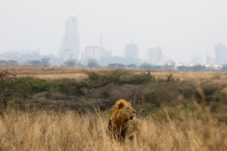 A lion stands in a grassy area with trees behind it and a cityscape further back