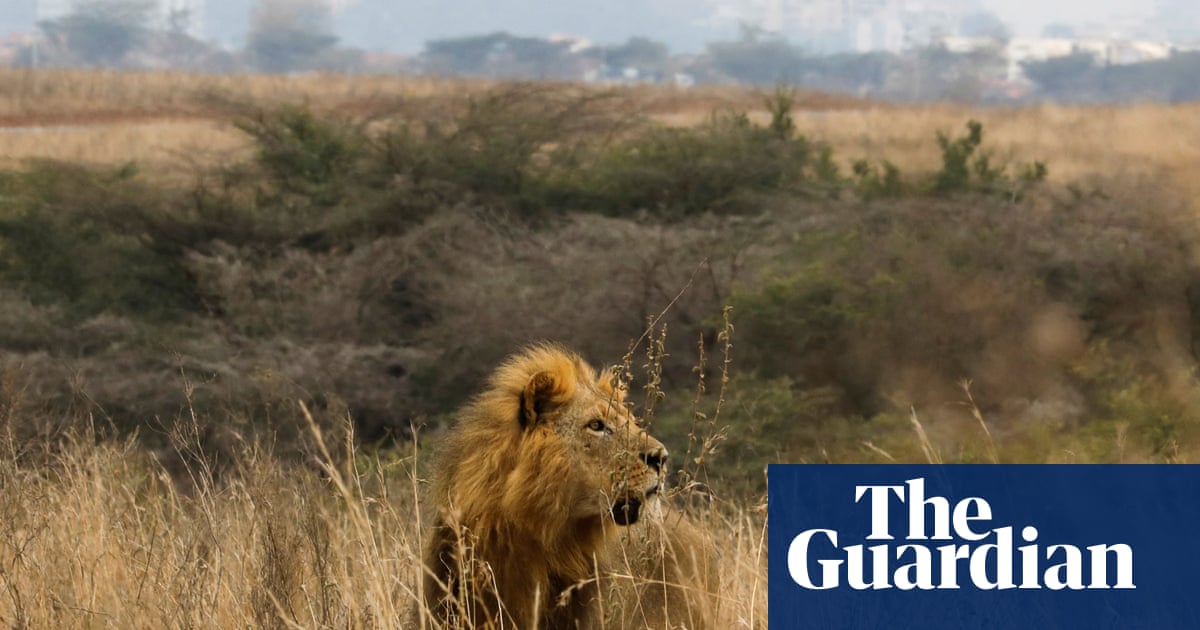 Nairobi's lions are almost encircled by the city. A Maasai community offers a key corridor out