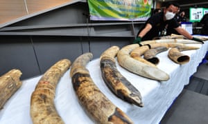 Elephant tusks