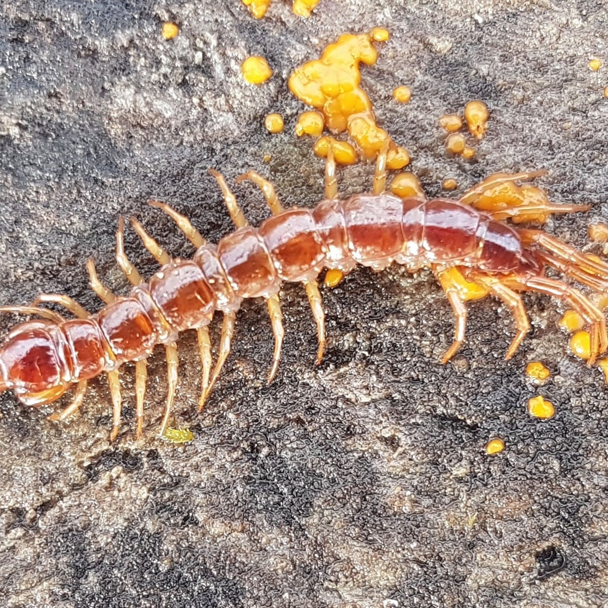 Country diary: this delicate centipede is the gardener's friend | Gardens | The Guardian