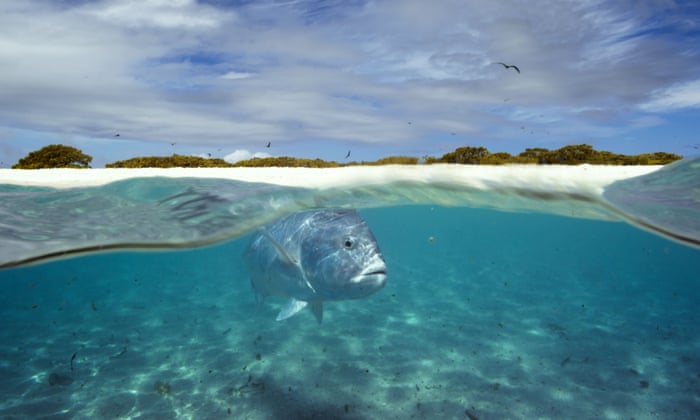 Blue Planet 2 Attenborough Defends Shots Filmed In Studio