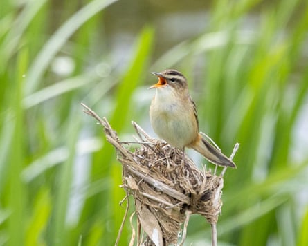 A sedge warbler singing.
