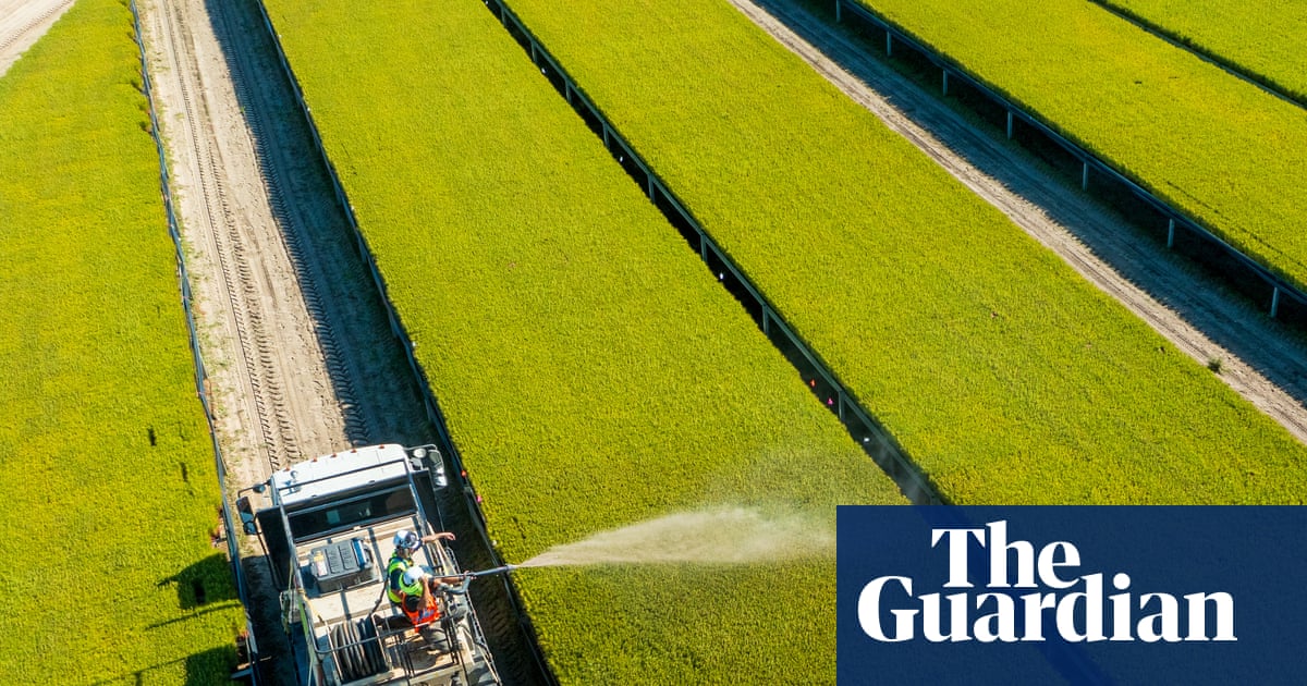 ‘Hybrid organ’: how a union of trees and fungi could revolutionise forest management