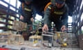 Two Colombian police officers taking away cages of small birds