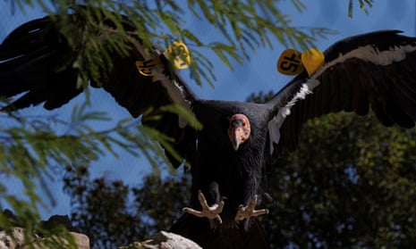 A California condor named Molloko is seen at the San Diego Zoo Safari Park after scientists’ discovery.