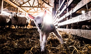 A lamb on a farm