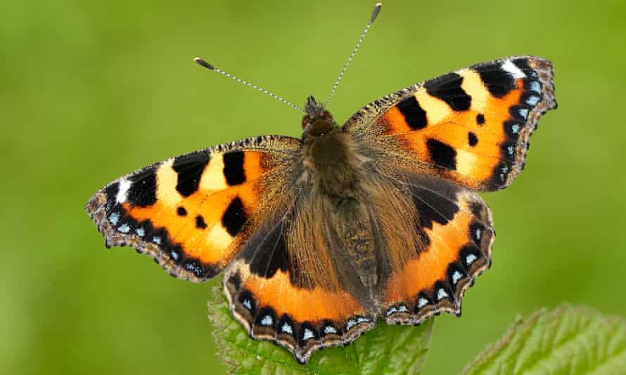 The small tortoiseshell (Aglais urticae)