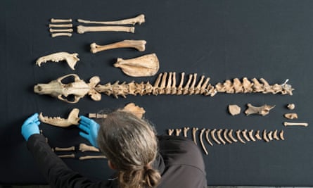 A woman examines the bones of an animal