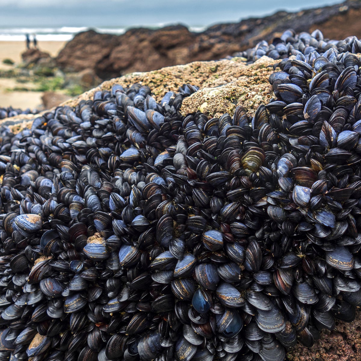 Microplastics In Our Mussels The Sea Is Feeding Human Garbage Back To Us Environment The Guardian