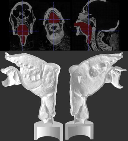 A cross-section of the 3D printed replica of the vocal tract of a mummy held in Leeds City Museum.